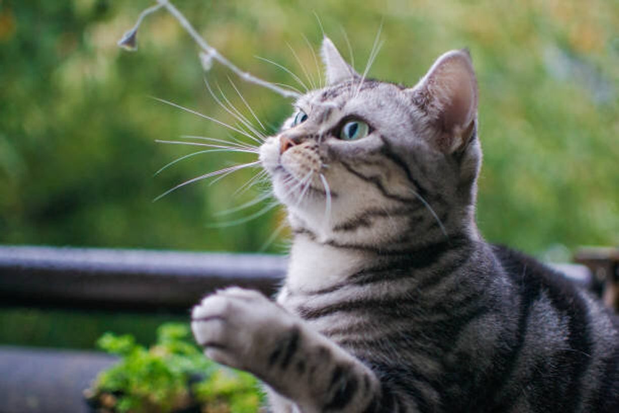 猫も高齢化がすすむ 先を見据えて考えておきたい お年寄り猫 との暮らし方 ねこのきもちweb Magazine 猫も高齢化がすすむ 先を見据えて考えておきたい お年寄り猫 との暮らし方 ねこのきもちweb Magazine