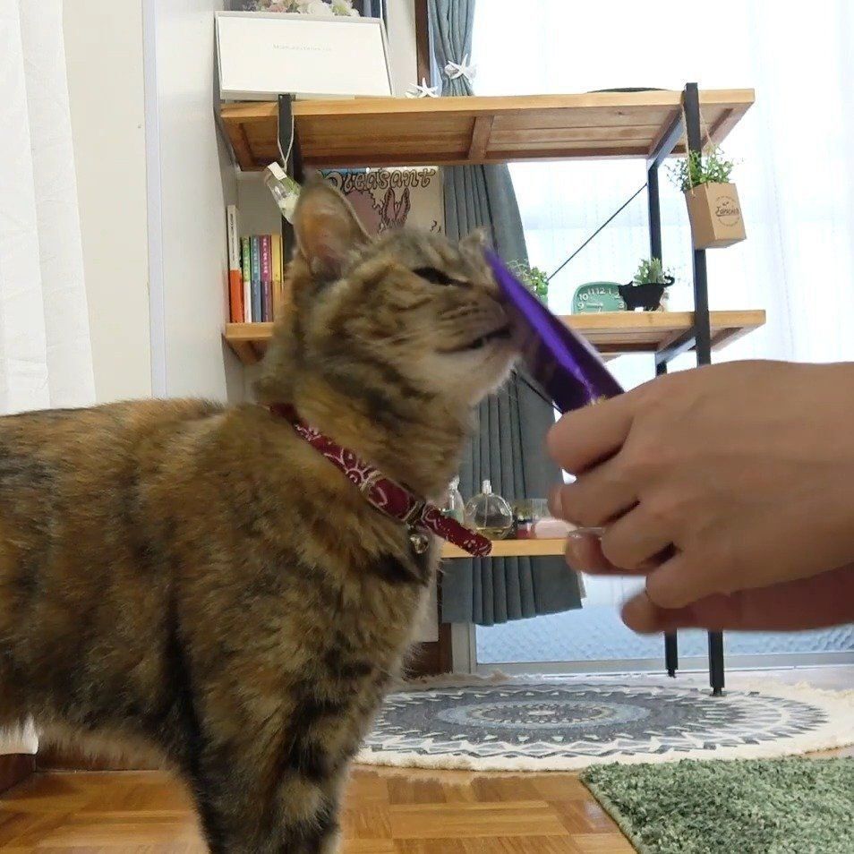 期待が高まるラッキーちゃん