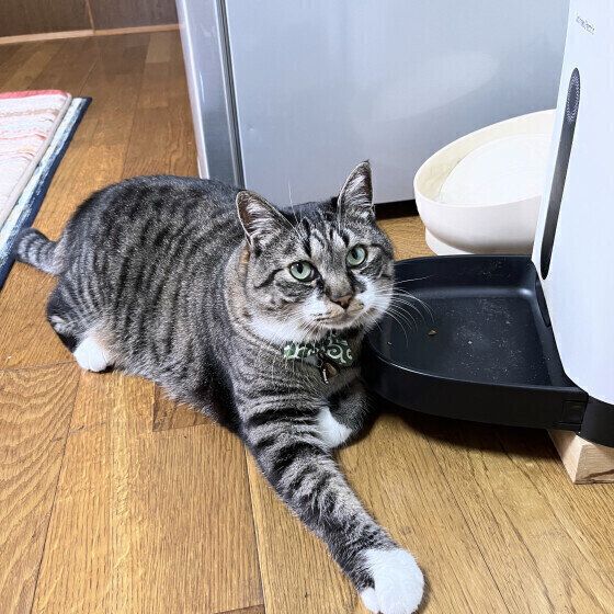 自動給餌器の前で待つ猫