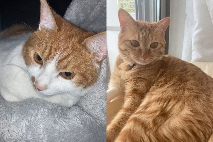 2才になった2匹の猫