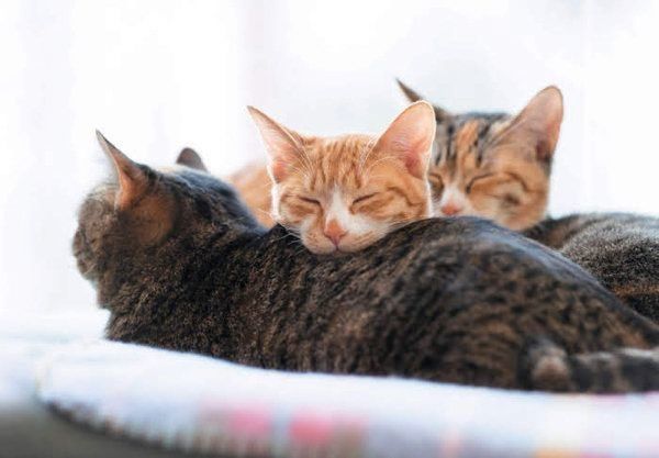 同居猫に身をゆだねる猫