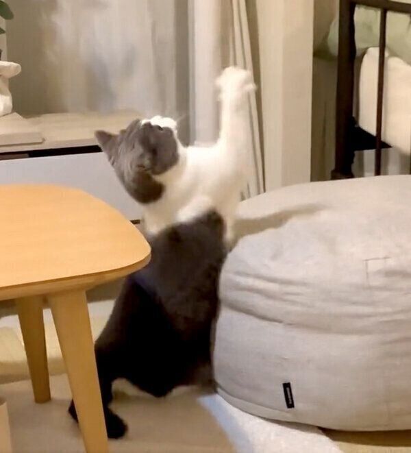 見えない「なにか」と戦うおもちちゃん