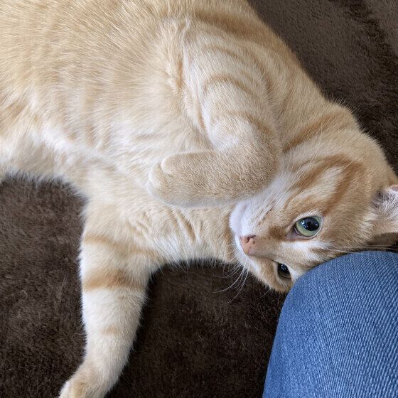 お膝にスリスリするバロンくん