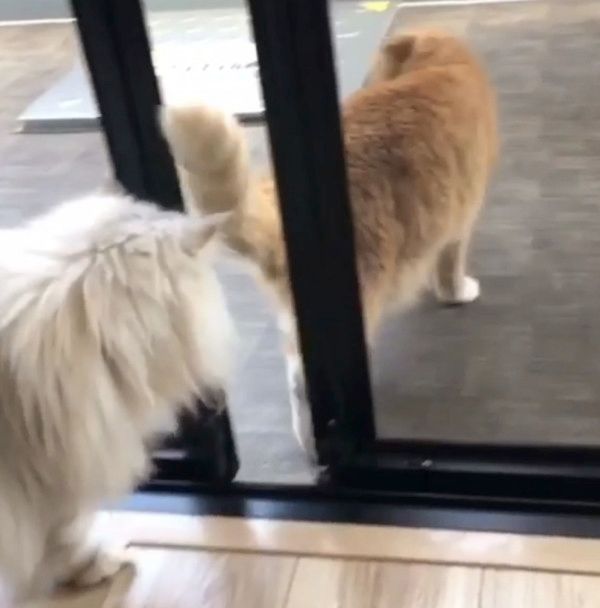 ドアにお尻が引っかかっちゃう猫