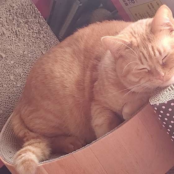 ウトウトする猫