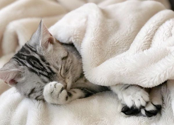 布団で眠るアメリカンショートヘア