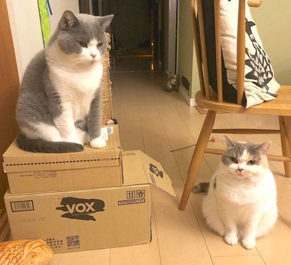 モフモフで可愛いドラ千代くんとねね子ちゃん