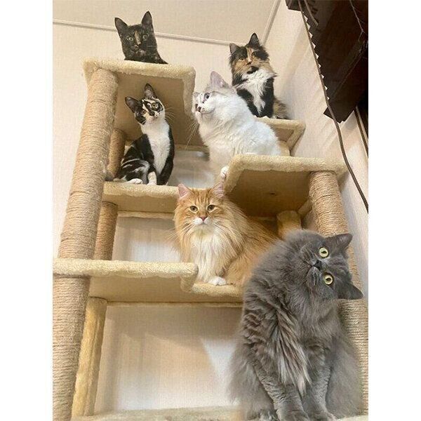 キャットタワーに集合する猫たち
