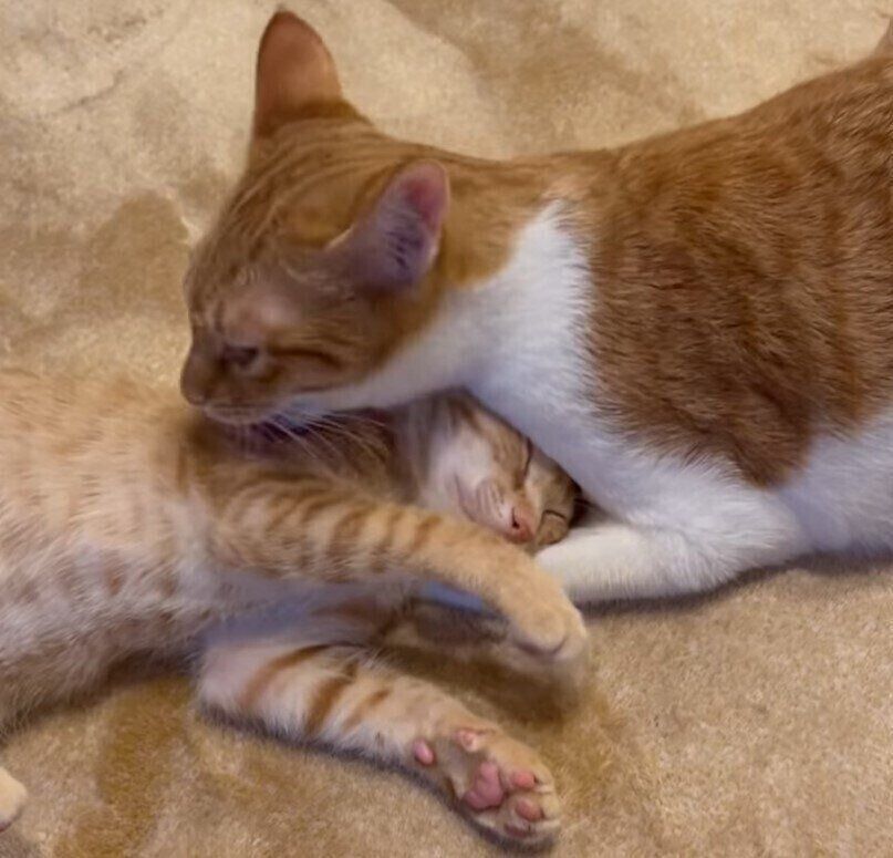 子猫の毛づくろいをしている猫