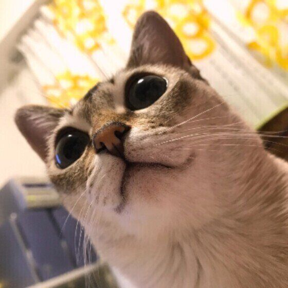 見上げるシンガプーラ