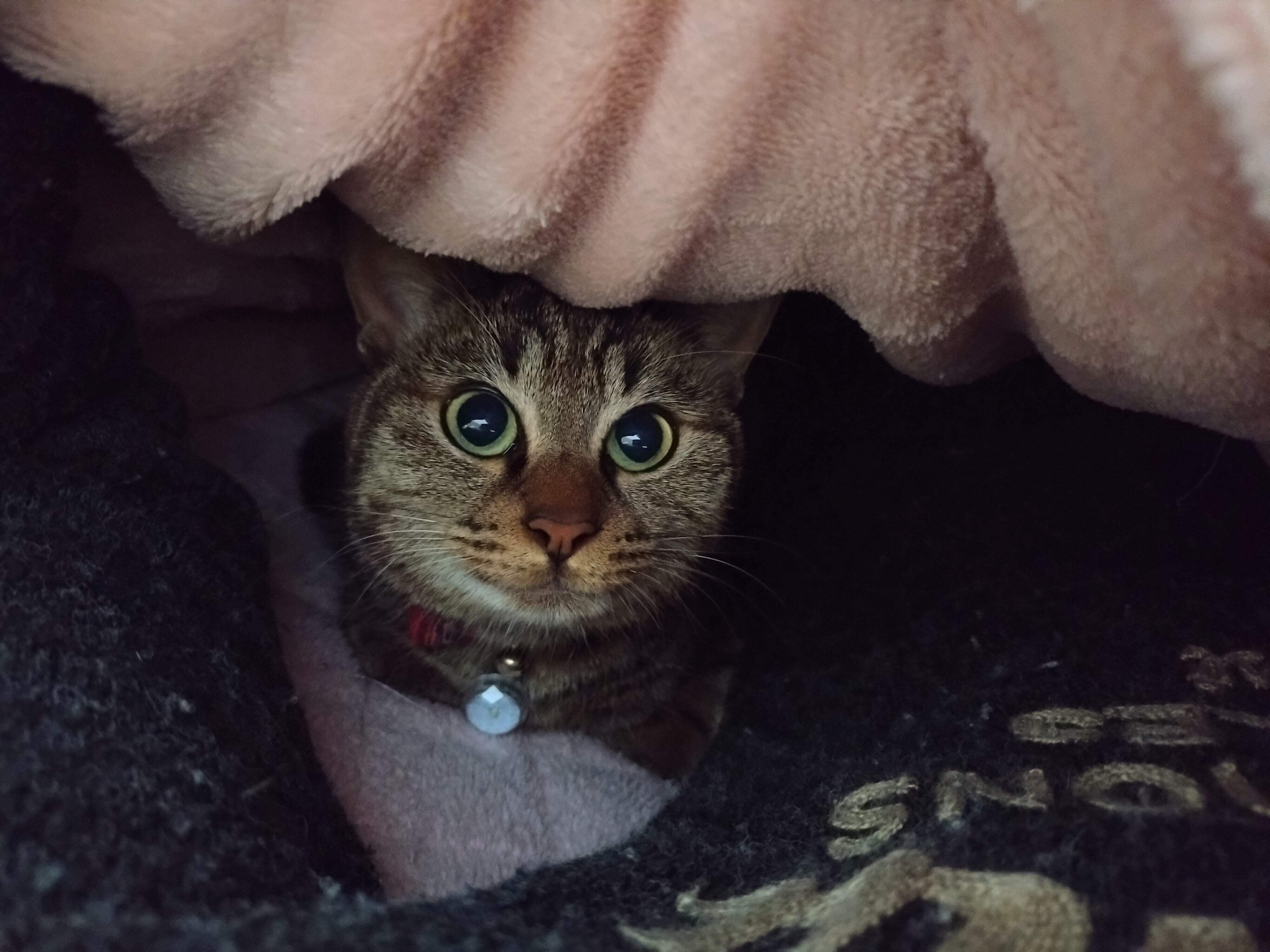 布団の中にもぐるランちゃん