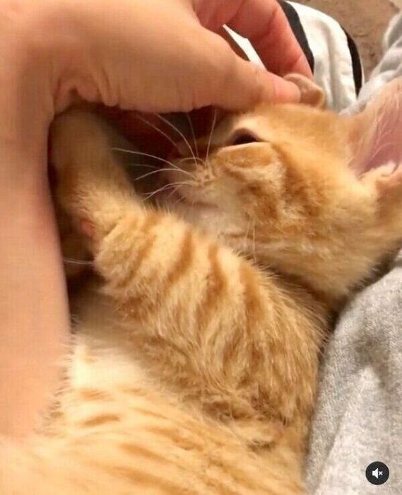 飼い主さんに甘える子猫時代のうにちゃん