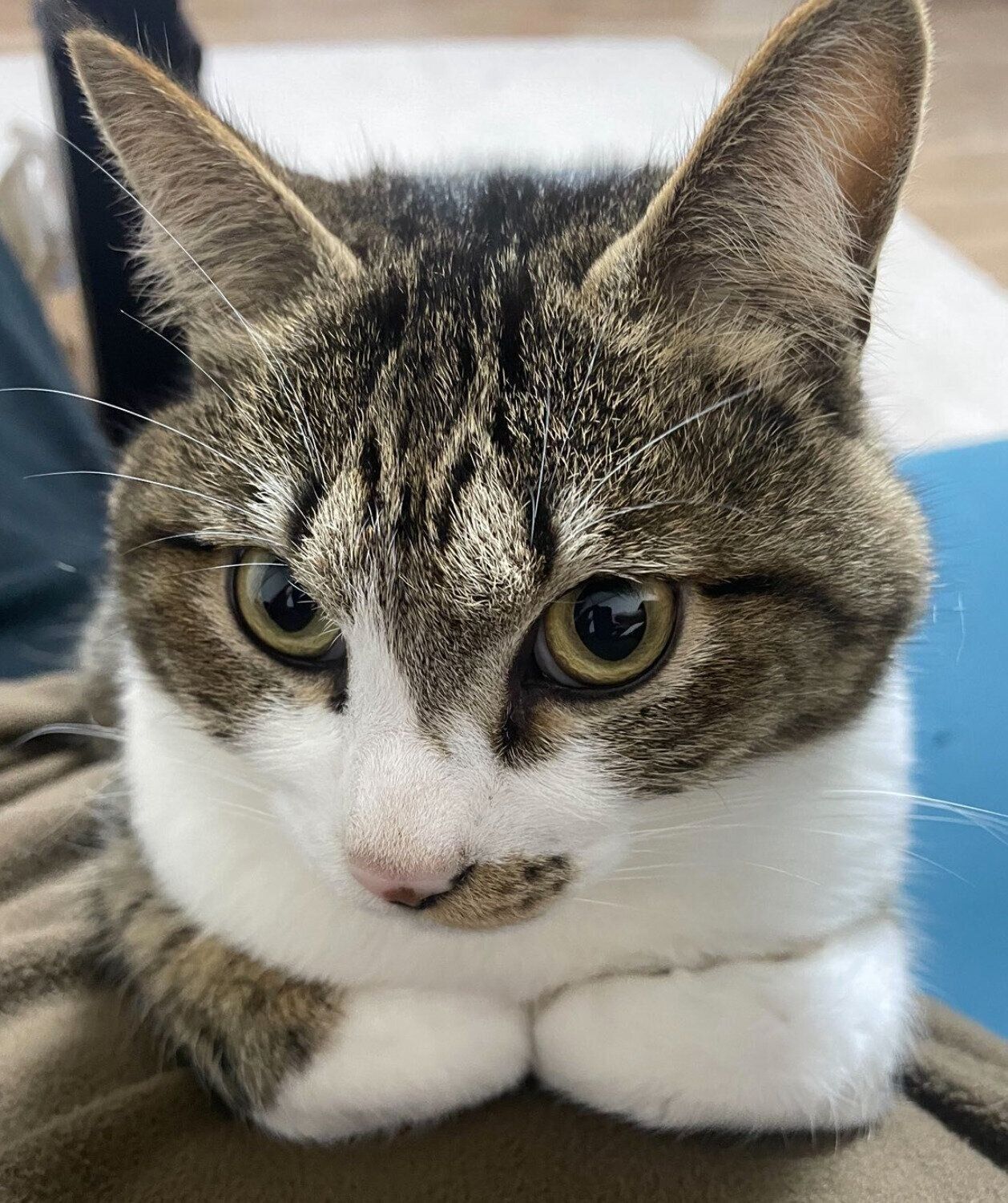 まったりするちいまくん