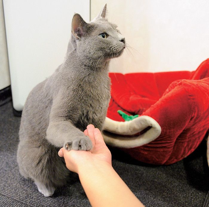 東京　新宿　猫カフェ　きゃりこ