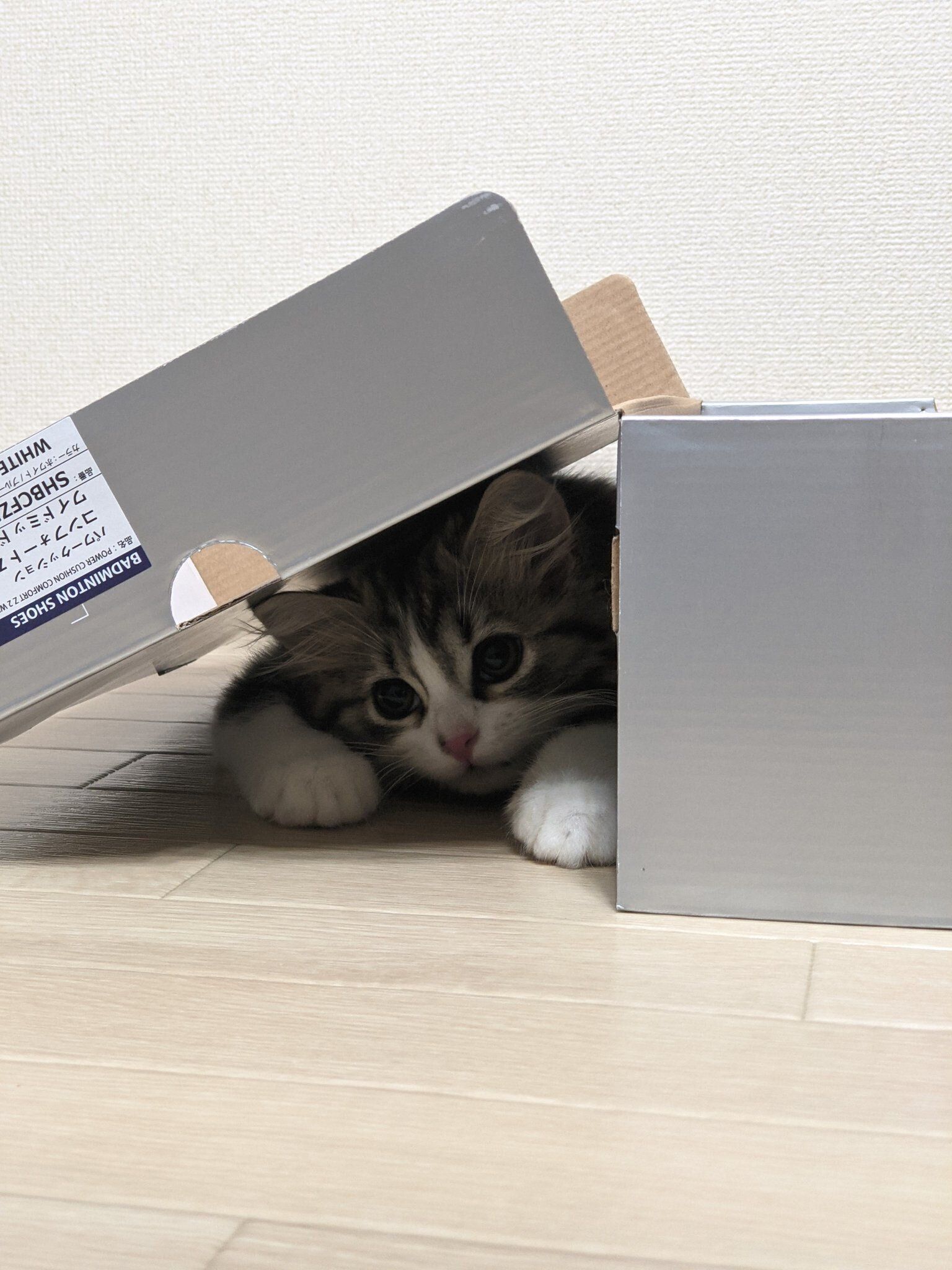 箱に潜るまる。くん（スコティッシュフォールド、オス）