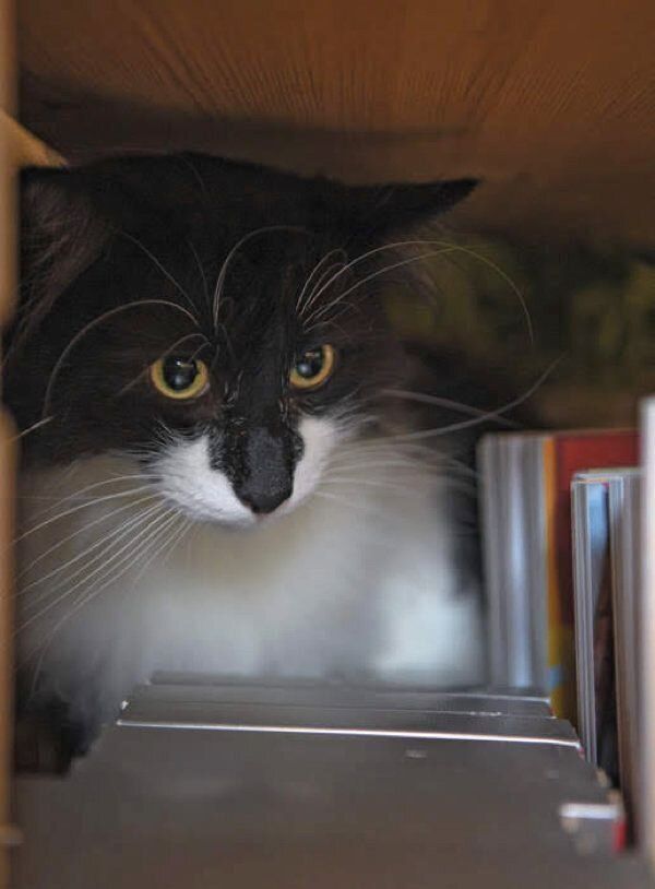 あなたと暮らす愛猫の世界には22の好きがあふれている