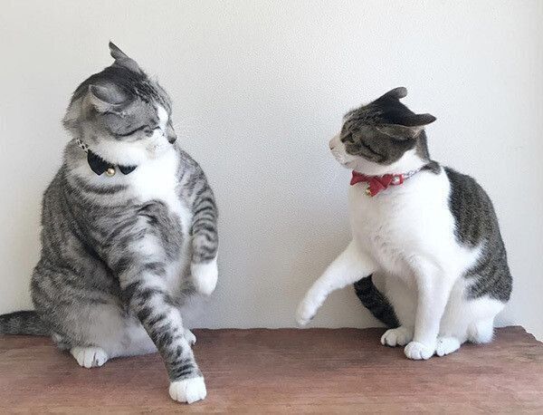 イカ耳で見つめ合う猫