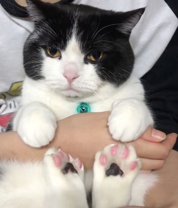 脱出を試みる猫