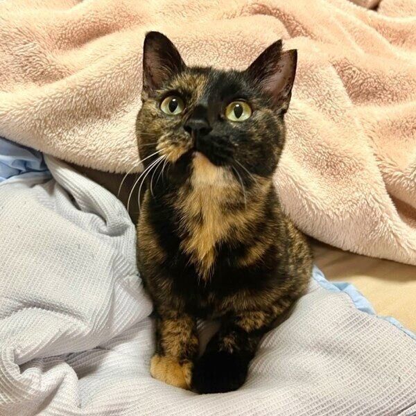 布団で飼い主さんを待つくるみちゃん