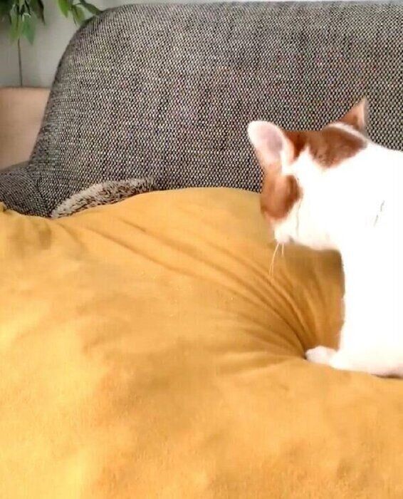 ハリネズミちゃんに触れないもち丸くん