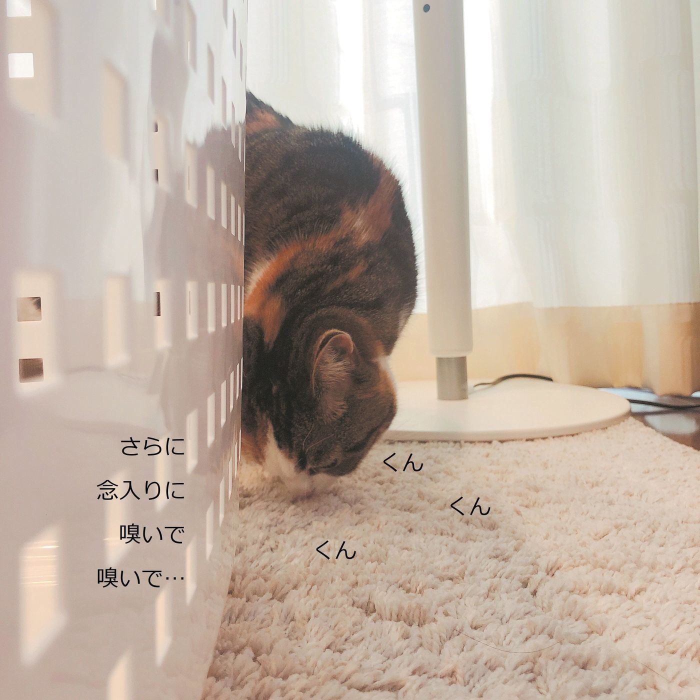 見られるとうれしいこの変顔 フレーメン反応のすべて ねこのきもちweb Magazine 見られるとうれしいこの変顔 フレーメン反応のすべて ねこのきもちweb Magazine