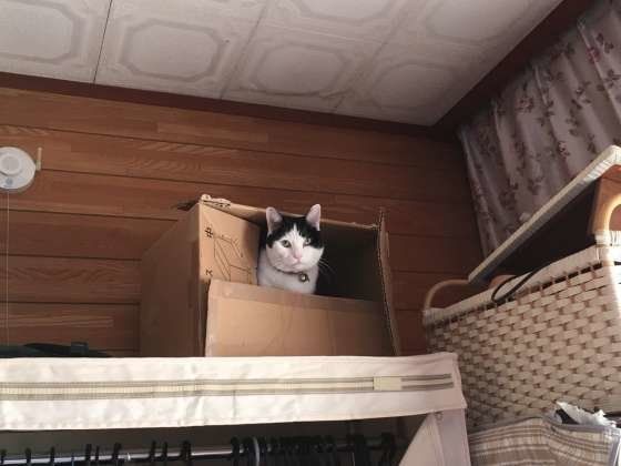 高いところが好きな猫