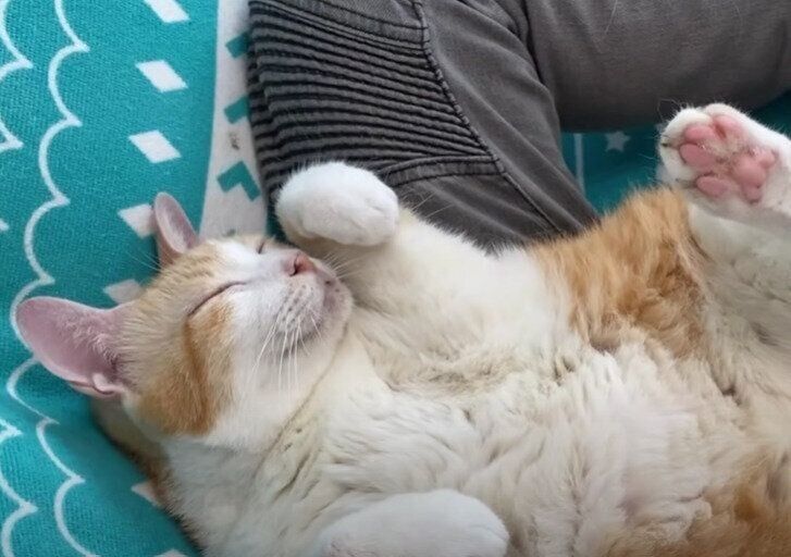 飼い主さんの上でくつろぐ猫