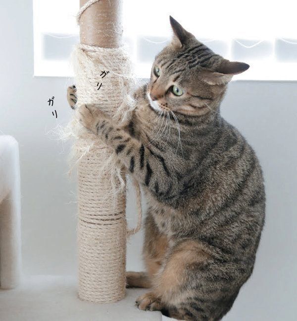 猫からのYESサインとは