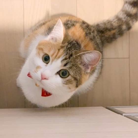 マンチカンのもなかちゃん