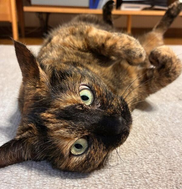 ヘソ天ポーズでカメラを見つめるチョコちゃん