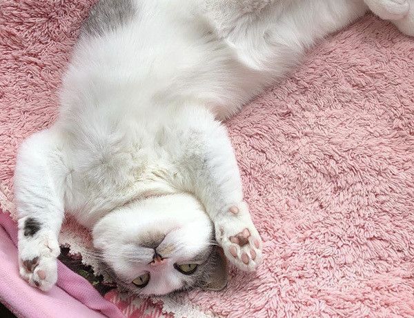 肉球を見せる猫