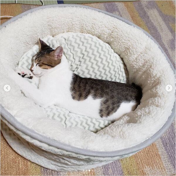 「ペットベッド」で眠るカイジちゃん