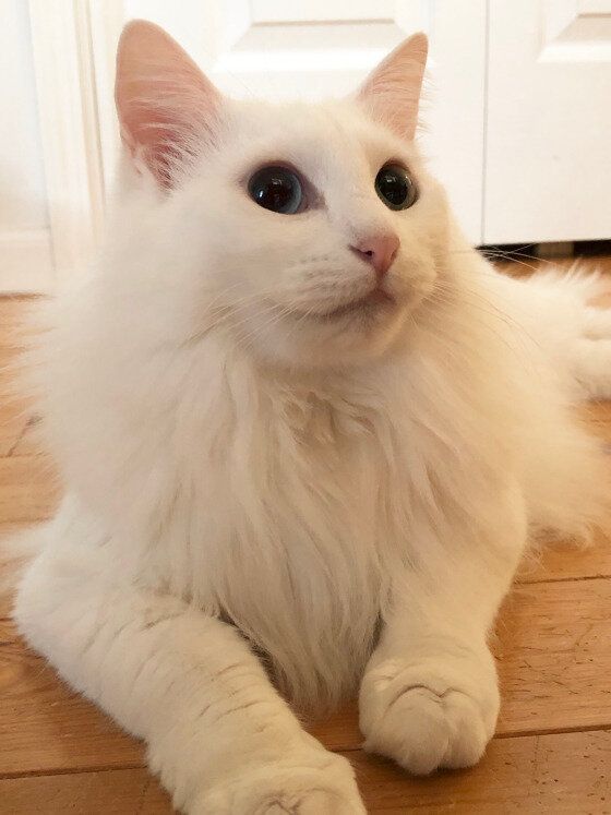 毛がふわふわの猫