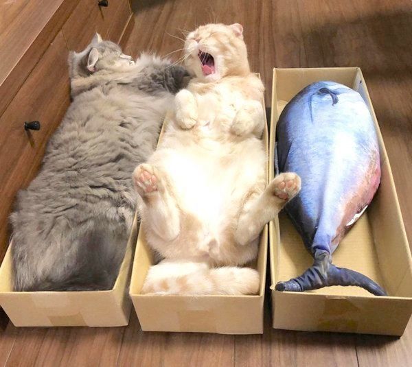 くつろぐスコティッシュフォールドとラガマフィン