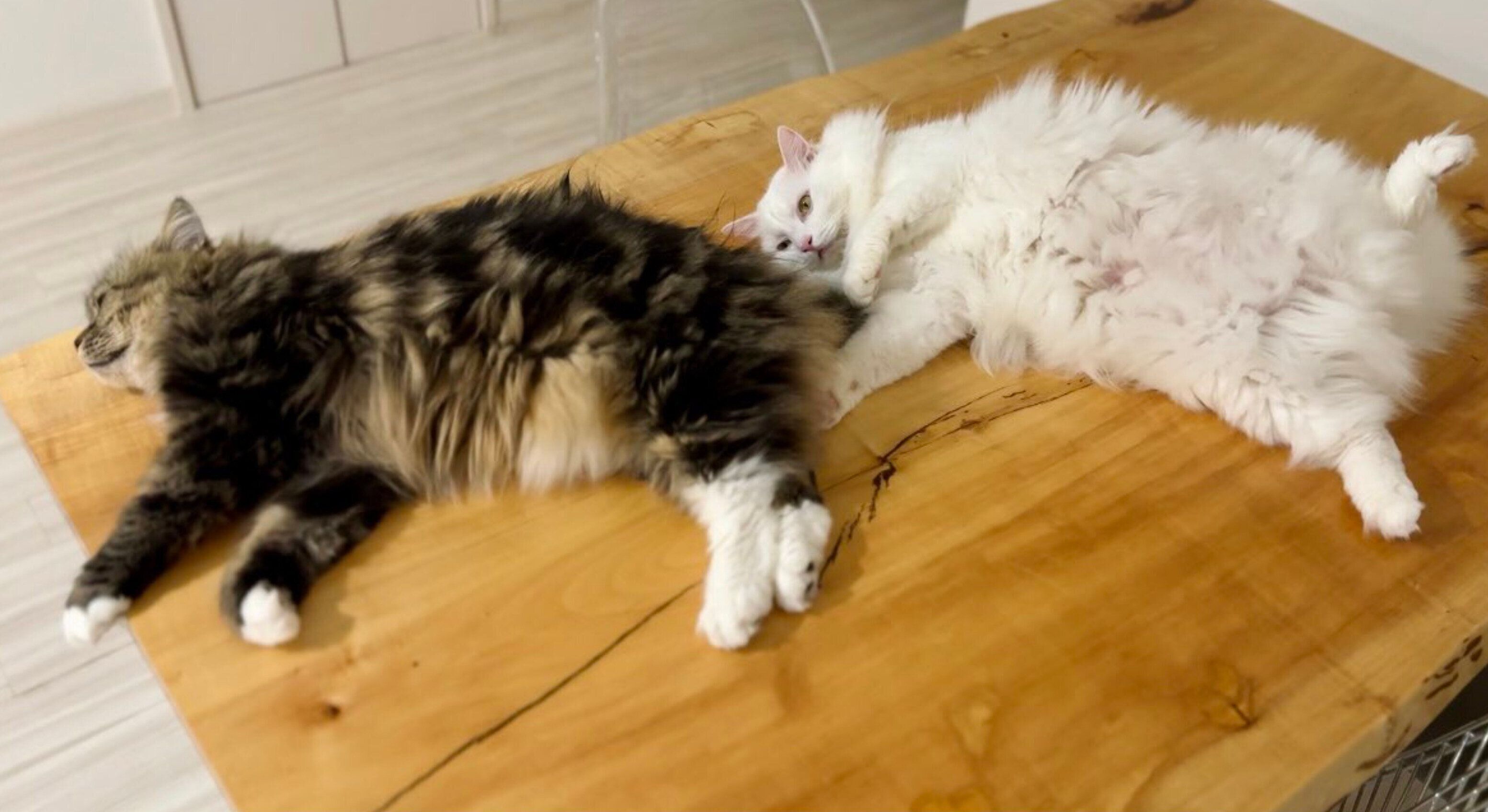 机の上に並んで寝転がるメルくんとマオくん