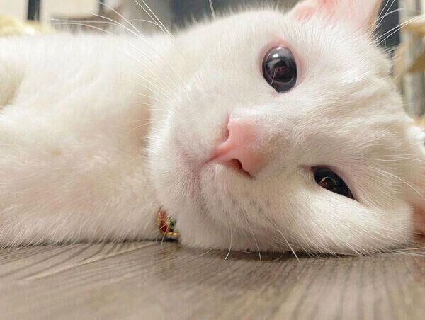 くつろぐコハクさん