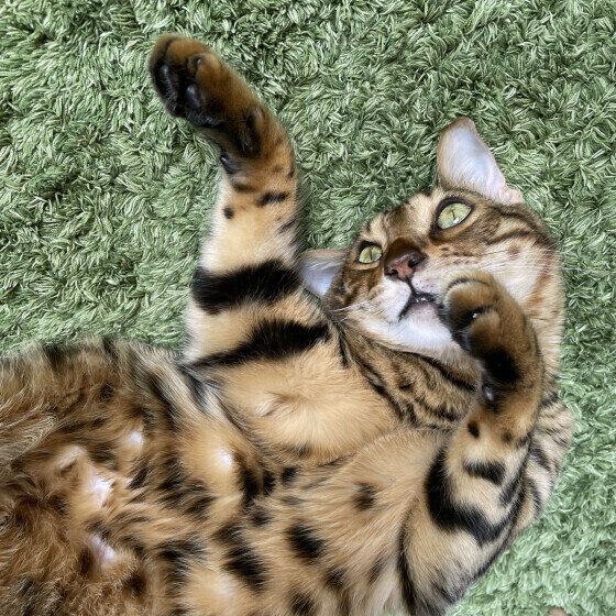 ベンガルのメンマくん