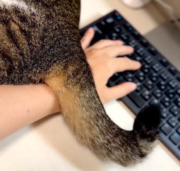 しっぽでデスクをパシパシするくろみつくん
