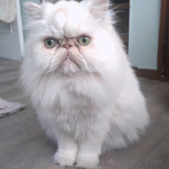 ペルシャのキウイくん