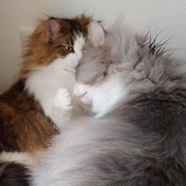 虎鉄くんと虎蒼くん