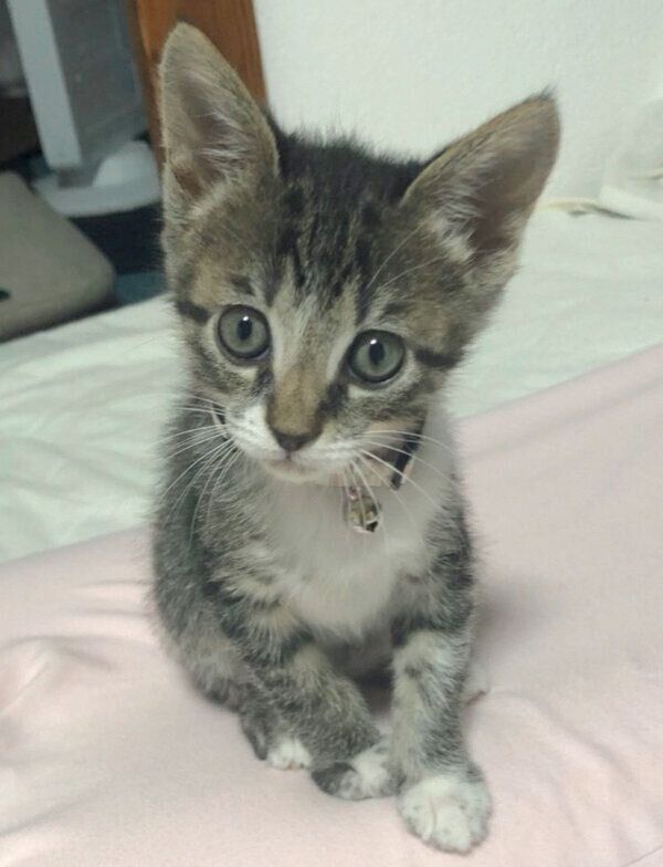 枕の上に座るごまちゃん