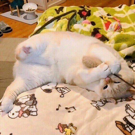 シャムの琥珀くん