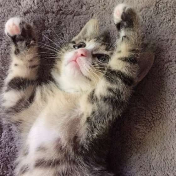 キジトラのチャロちゃん