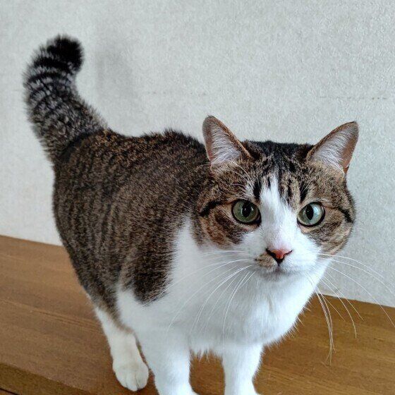 玄関でお出迎えするてんくん（MIXキジトラ）