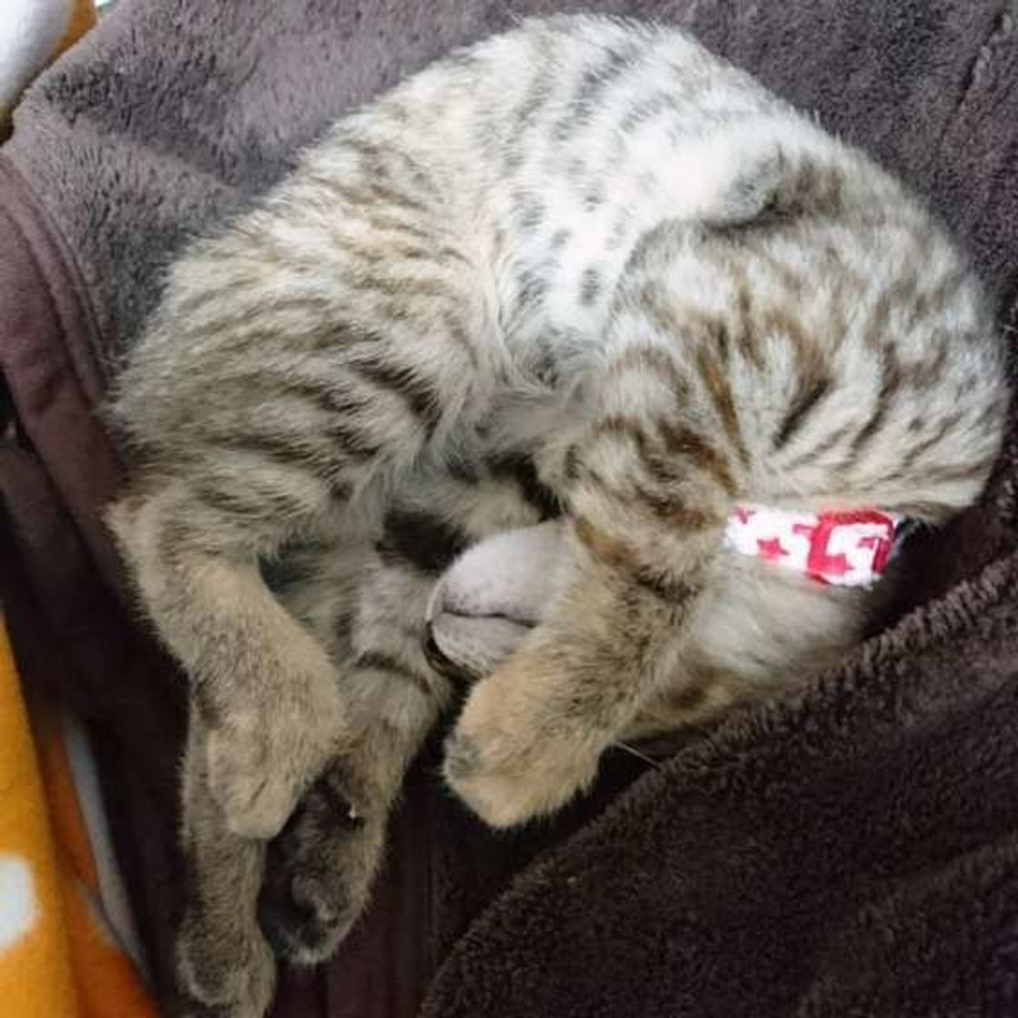 猫が まぶしい寝 をする理由は 目を隠して寝るかわいい猫大集合 ねこのきもちweb Magazine 猫が まぶしい寝 をする理由は 目を隠して寝るかわいい猫大集合 ねこのきもちweb Magazine