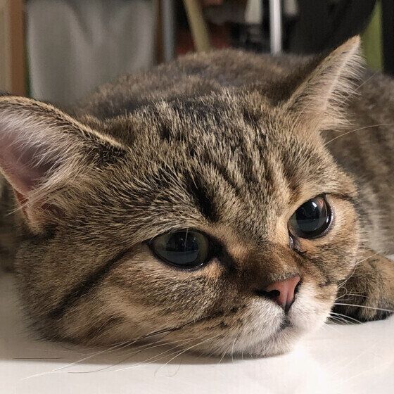 ミヌエットのむぎちゃん