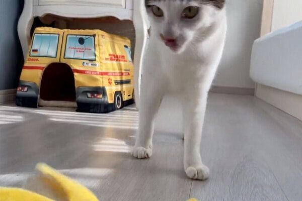 おもちゃの「バナナ」を運んできたセロイくん