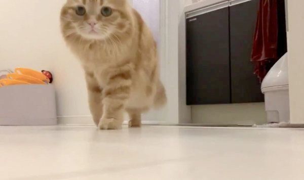 カメラに近づくちくわちゃん