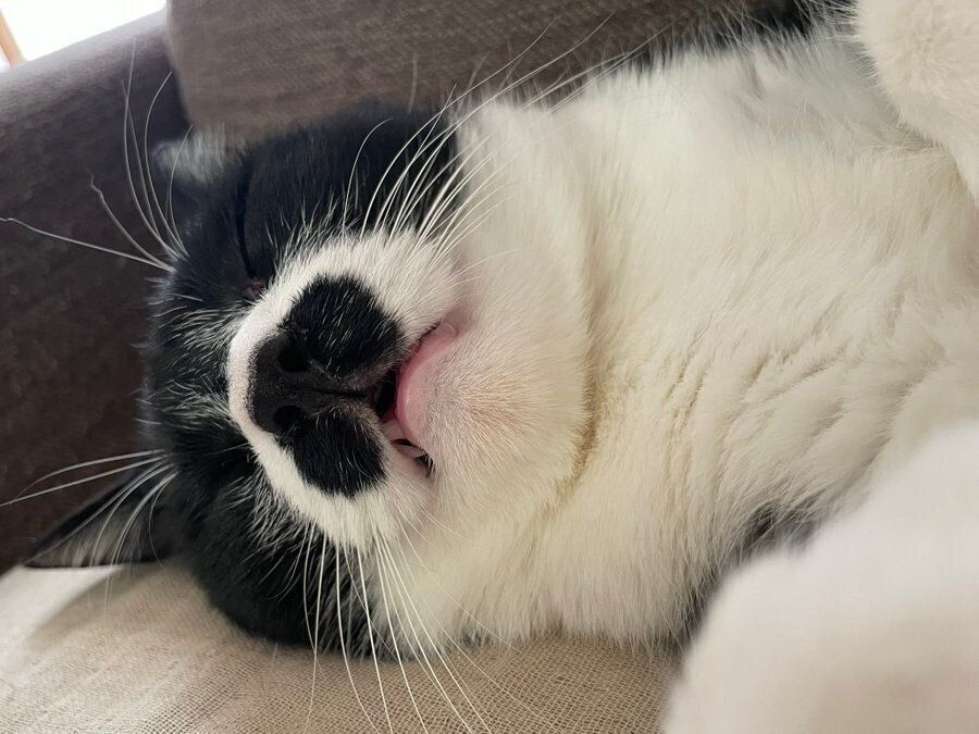 ソファで眠るひげくん