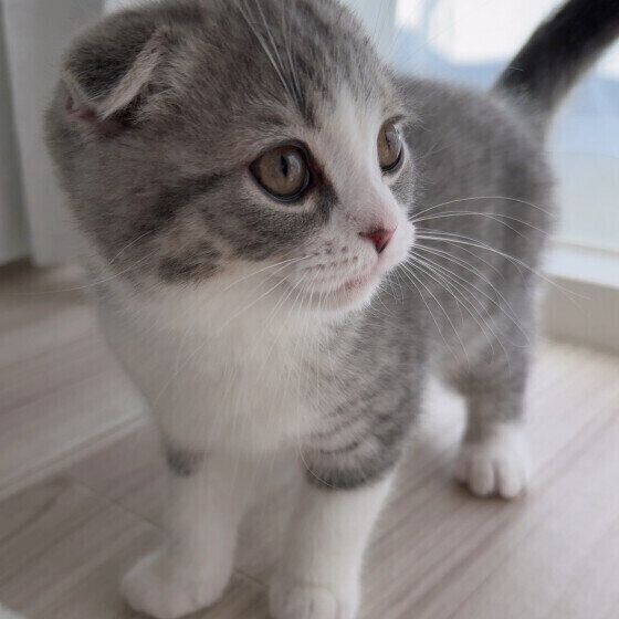 スコティッシュフォールドの蘭くん